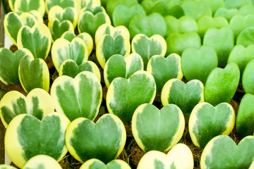Close up hoya kerrii craib or green leave cactus in heart shape patterns on background