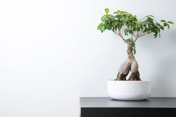 Rolgordijnen Small bonsai tree in a white bowl on top of a dark brown wooden table top, with a white wall background © Gunnar Sommerfeldt