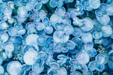 紫陽花　クローズアップ　マクロ