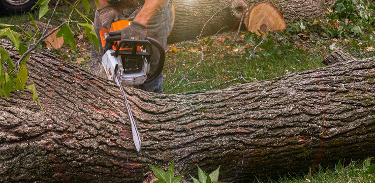Professional Worker Shirtless Cutting Trees with Chainsaw	