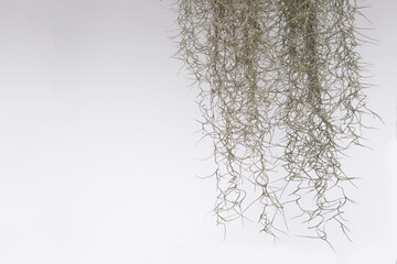 Fototapeta na wymiar Spanish moss isolate on white background.