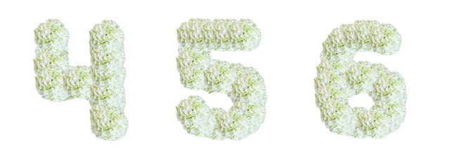 Numbers 4, 5, 6 made of White Guelder Rose