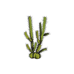 Hand drawn cactus with long spines engraved vector illustration isolated.