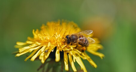 Bee collecting nectar from yellow flower