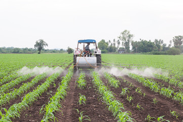 Farmers use tractors, spraying chemical or fertilizer to young green corn field