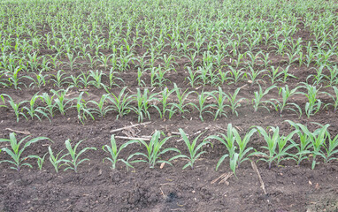 Rows of young corn plants are growing on a large field. morning landscape with sunlight
