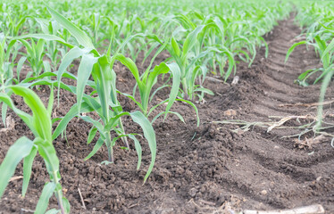Rows of young corn plants are growing on a large field. There are wheel marks on the ground.