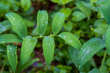 Fototapeta na wymiar rain drops on a leaf