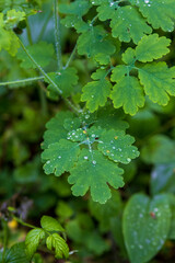 rain drops on a leaf