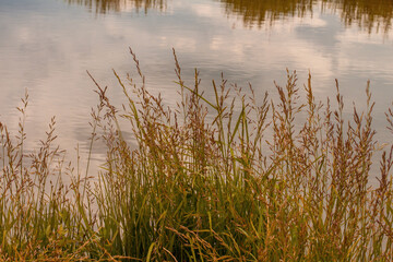 beautiful river landscape with blue sky and reeds
