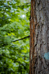 green tree trunk