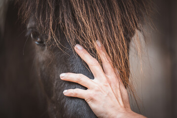 Handauflegen beim Pferd © Petra Fischer