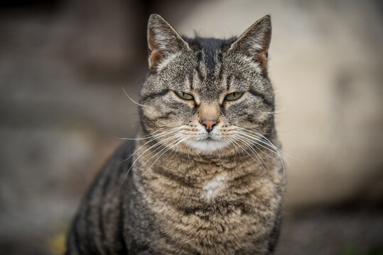 Hauskatze