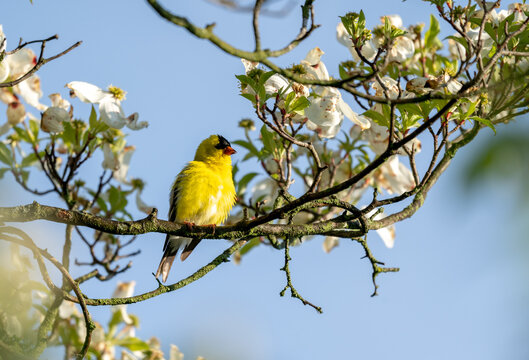 American Goldfinch Sitting In Dogwood Tree