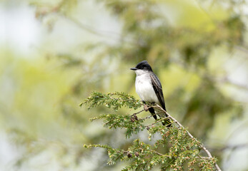 Eastern Kingbird Sitting on Branch