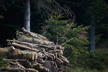 pile of large wood in a forest in summer