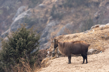 Himalayan Tahr or Mountain Goat
