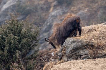 A himalayan tahr climbing down a cliff in the Himalayan Mountains.