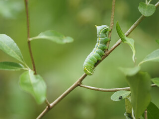 スズメガの幼虫