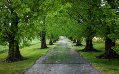 Paved Road Bordered by Trees