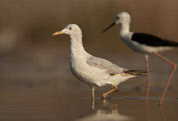 Selective focus on Sender-billed gull with black-winged stilt at the foregorund, Bahrain