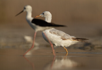 Selective focus on Sender-billed gull with black-winged stilt in the forground, Bahrain