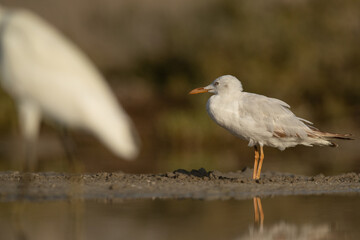 Foucs on Sender-billed gull with heron at the foreground at Asker marsh, Bahrain