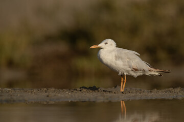 Sender-billed gull at Asker marsh, Bahrain