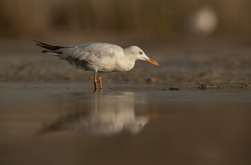 Sender-billed gull at Asker marsh with reflection on water, Bahrain