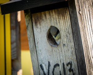 Tree Swallow in Birdhouse