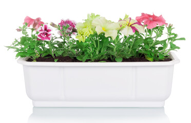 Flowerpot with multicolored petunia plants isolated on white