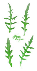 Set of fresh arugula leaves isolated on white background