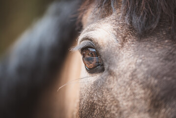 Pferd / Detail / Auge
