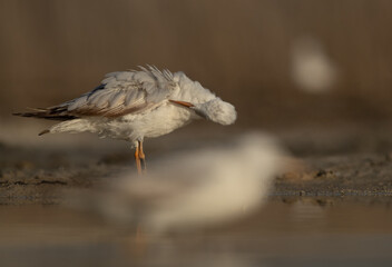 Sender-billed gull preening at Asker marsh, Bahrain. selective focus on the back