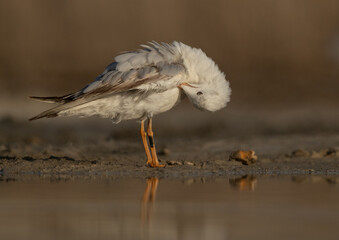 Sender-billed gull preening at Asker marsh, Bahrain