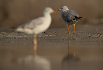 Sender-billed gulls at Asker marsh, Bahrain. selective focus on back.