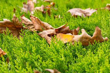 Autumn yellow dry leaves on bright green grass lawn on autumn warm day. Fallen autumn gold leaves as nature seasonal background