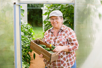 Senior female gardener with box of cucumbers near greenhouse. Mature cheerful farmer.