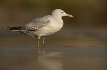 Sender-billed gull at Asker marsh, Bahrain