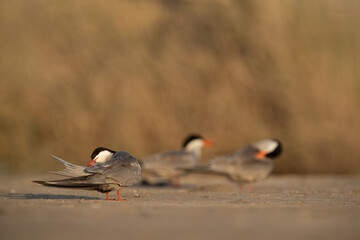 White-cheeked Tern preening at Asker marsh, Bahrain