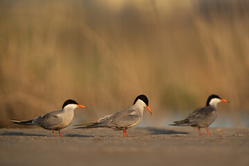 White-cheeked Terns on the ground at Asker marsh, Bahrain