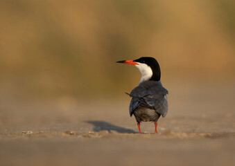 Portrait of a White-cheeked Tern at Asker marsh, Bahrain