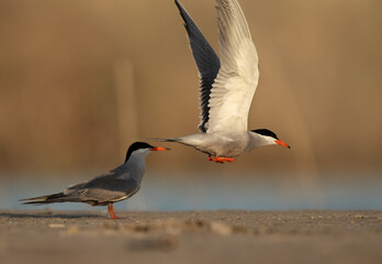 White-cheeked Terns at Asker marsh, Bahrain. One of them flying