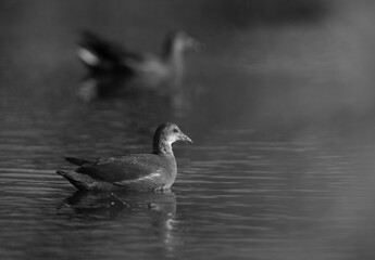 Subadult Moorhens swimming at Asker marsh, Bahrain