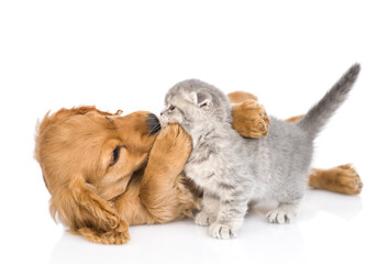 Obraz premium Playful English cocker spaniel puppy hugs and kisses gray baby kitten. isolated on white background