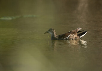 Subadult Moorhen swimming at Asker marsh, Bahrain