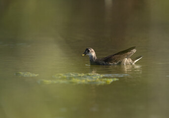 Portrait of a Subadult Moorhen at Asker marsh, Bahrain. Blurring done from the reeds and grasses in the foreground