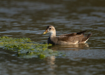 Subadult Common Moorhen at Asker marsh, Bahrain
