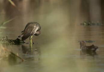 Common Moorhen preening at Asker marsh, Bahrain