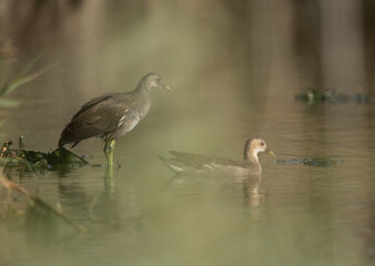 Common Moorhens at Asker marsh, Bahrain. Foreground blurring with grasses and reeds.